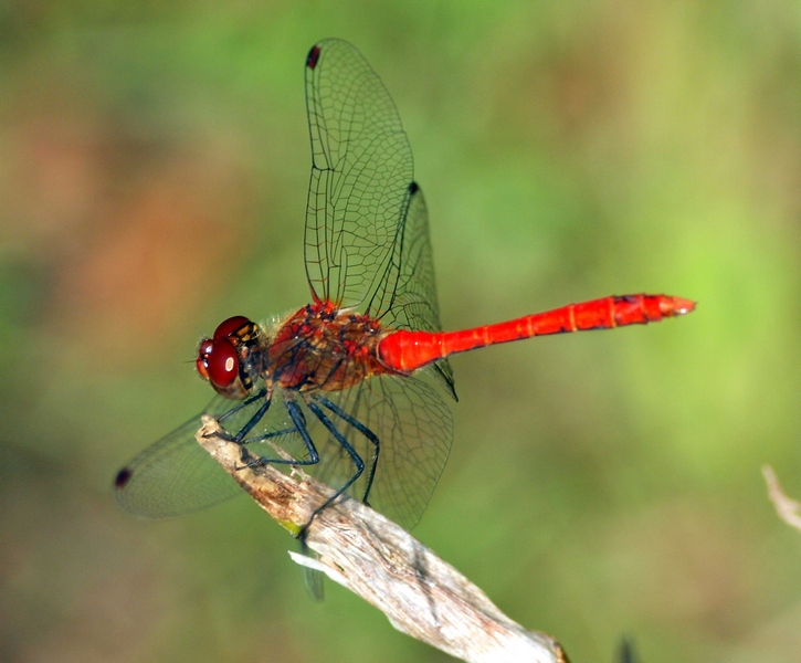 Sympetrum - Sympetrum sanguineum (maschio)